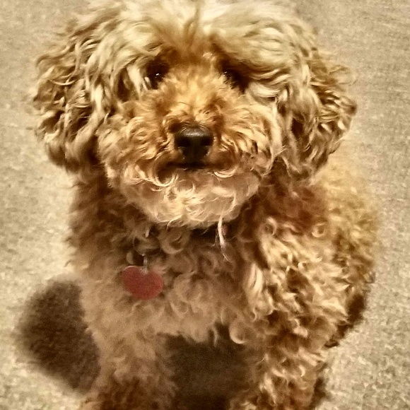 Meet The Posher - Picture 3 of 3